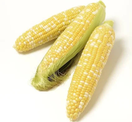 Fresh Bi- Color Sweet Corn each